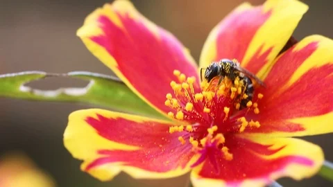 Bee in yellow and red flower Stock Footage 113201115