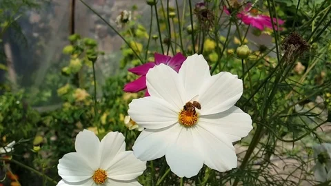 Bee. Yellow bee. Bee on White Flower Stock Footage 83244088