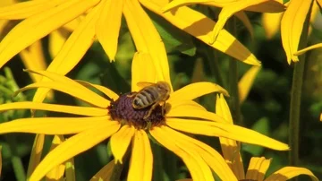 Bee on a yellow blossom 動画素材 85685904