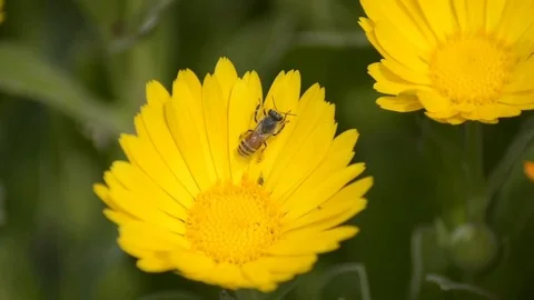 A bee on a yellow Calendula flower Stock Footage 86437958