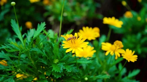 A bee on a yellow daisy 스톡 동영상 341932069