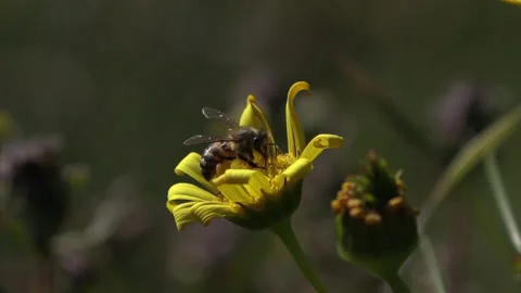 Bee on a yellow daisy heavy pollen sacks Stock-Footage 142652556
