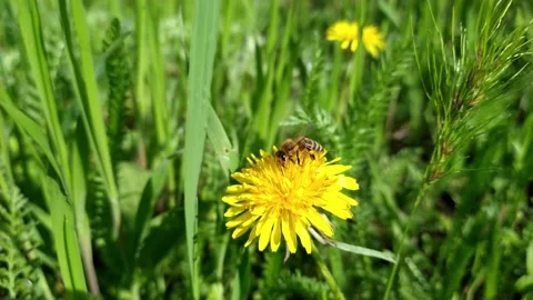 A bee on a yellow dandelion against a background of green grass Stock Footage 239744722