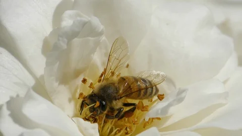 Bee on a yellow dandelion . Close-up Video stock 128025925