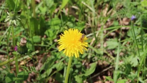 Bee on a yellow dandelion flower Stock Footage 150312860