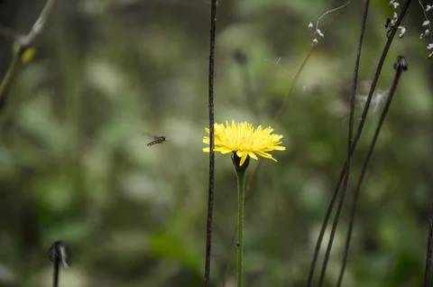 Bee on a yellow dandelion flower, selective focus, shallow DOF. Stock Photos