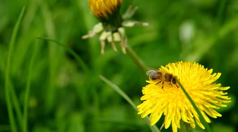 Bee on yellow dandelion Stock Footage 37178495