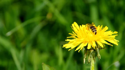 Bee on yellow dandelion Stock Footage 37179184