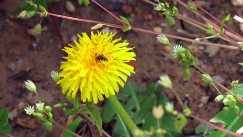 Bee on a yellow dandelion Stock Footage 88002956