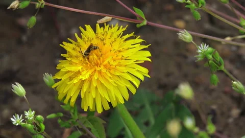 Bee on a yellow dandelion Video stock 88003595