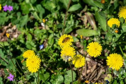 Bee on yellow dandelion Foto stock