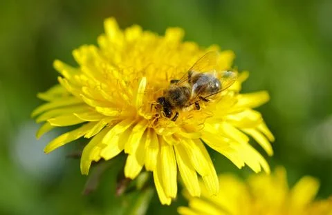 Bee on yellow dandelion. Stock Photos