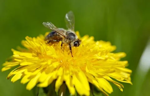 Bee on yellow dandelion. Stock Photos