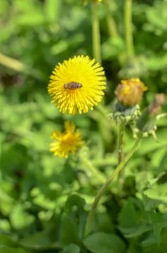 Bee on a yellow dandelion at spring Stock Photos