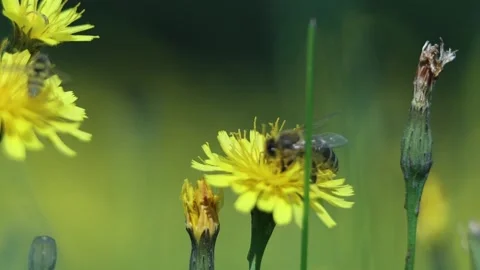 Bee On A Yellow Dandelion Teaches Brood Collects Pollen From Flower Stock Footage 166921929