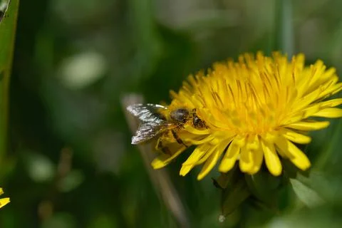 Bee on a yellow dandelion working Stock Photos