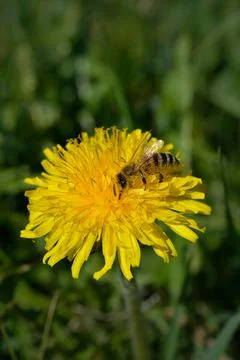Bee on a yellow dandelion working Stock Photos