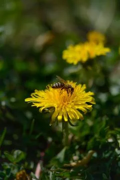 Bee on a yellow dandelion working Stock Photos