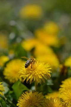 Bee on a yellow dandelion working Stock Photos