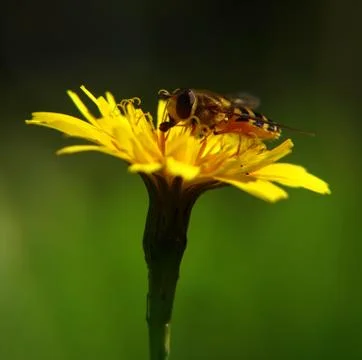 Bee on yellow flowe Stock Photos