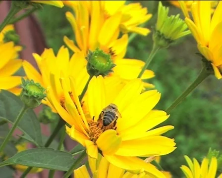 Bee on the yellow flower 02 Video stock 82507