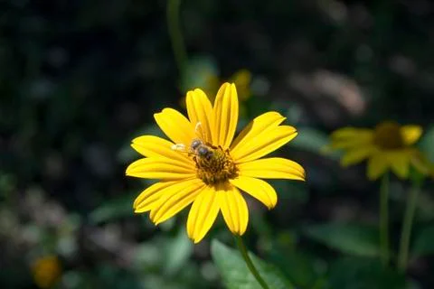 Bee on a yellow flower 1 Stock Photos