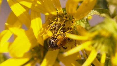 Bee on Yellow Flower 2 Stock Footage 110739178