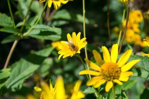 Bee on a yellow flower 2 Stock Photos