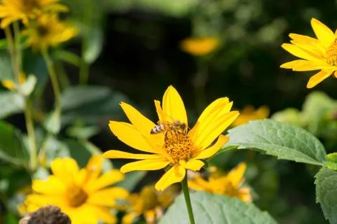Bee on a yellow flower 3 Stock Photos