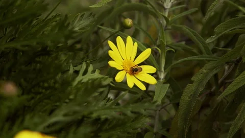 Bee on a Yellow Flower and in Flight at the park Slow Motion Stock Footage 147994787