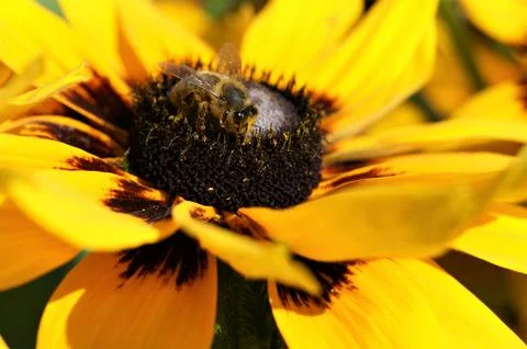 A bee on a yellow flower. A bee pollinates a flower. Close-up. Stock Photos