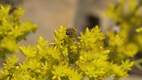 Bee on yellow flower with bokeh Stock Footage 94485378
