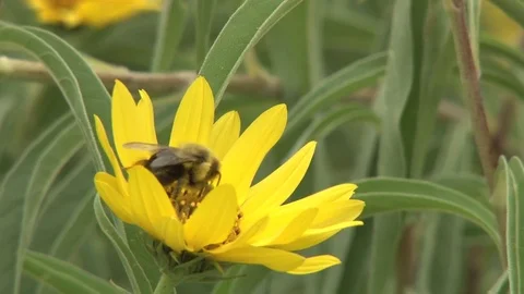 Bee on yellow flower cleans face close Stock Footage 83664887