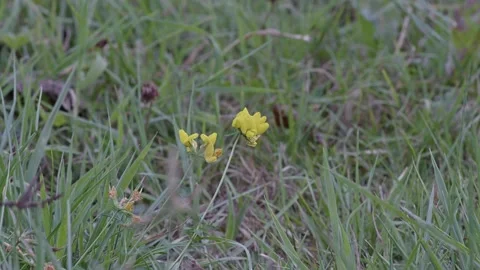 A bee on a yellow flower, close-up, 4K Stock Footage 221186745
