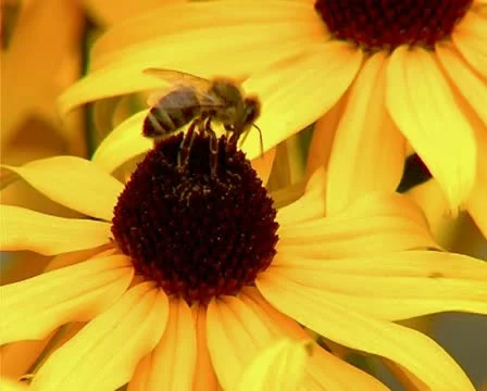 Bee on yellow flower - close up Stock Footage 10715107