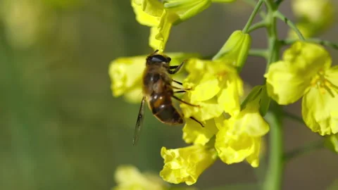 Bee on a yellow flower, close-up Video stock 174338943