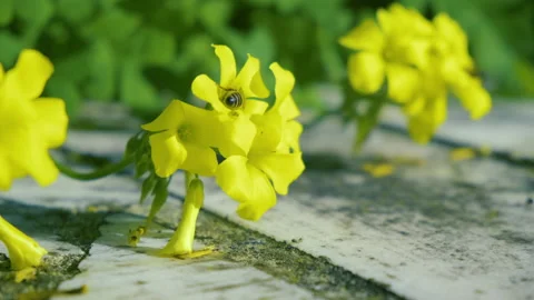 Bee on a Yellow Flower in a Close up Shot. Stock Footage 145408452