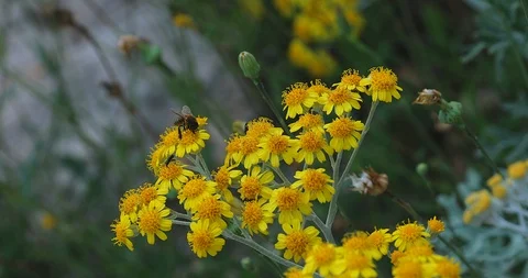Bee On The Yellow Flower - Close Up View Stock Footage 91043128