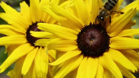 Bee on a yellow flower closeup Stock Footage 52366502