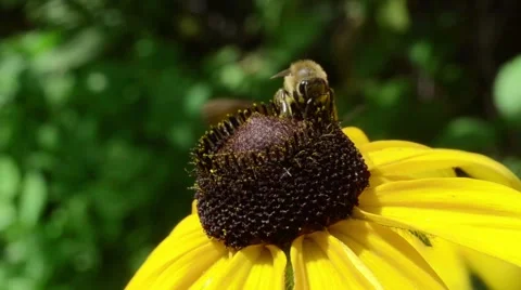 Bee on a yellow flower closeup Stock Footage 52366697