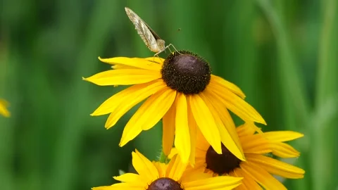 A bee on a yellow flower collects nectar Stock Footage 157232074