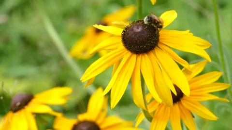 A bee on a yellow flower collects nectar Stock Footage 157232104