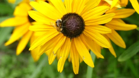 A bee on a yellow flower collects nectar Stock Footage 157232222