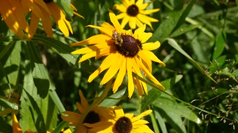 A bee on a yellow flower collects nectar Stock Footage 157232359