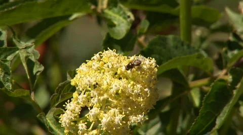 Bee on yellow flower Stock Footage 82773