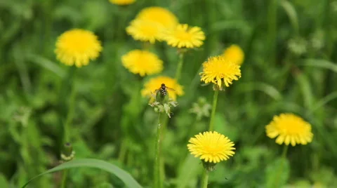 Bee on a yellow flower Stock Footage 715631