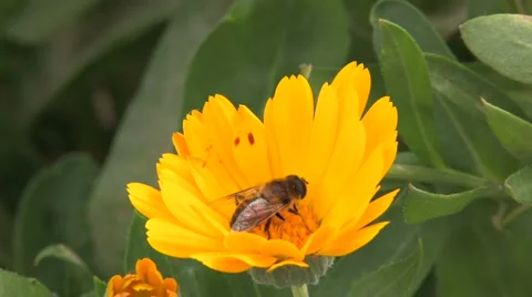 Bee on yellow flower Stock Footage 1016299