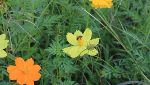 Bee on yellow flower Stock Footage 10579613