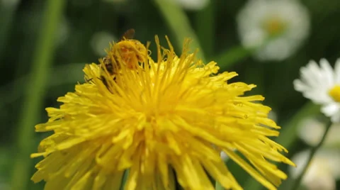 Bee on a yellow flower Видео 36347781
