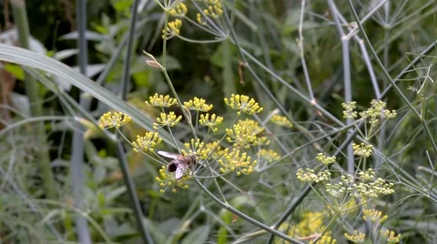 Bee on yellow flower Stock Footage 40347990